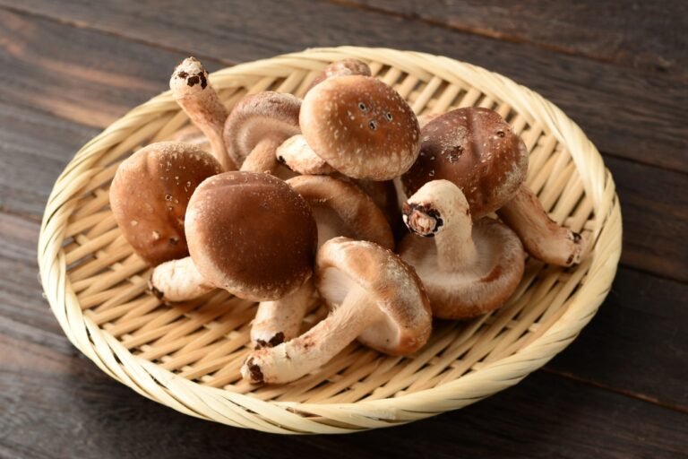 champignon shiitaké