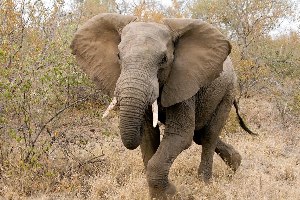 ahmed l'éléphant