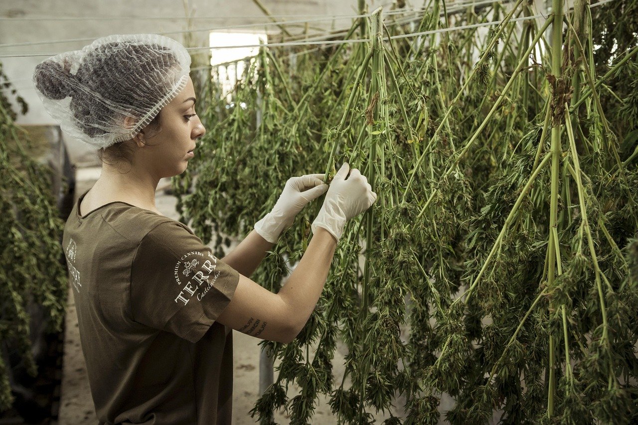 analyse fleurs de CBD